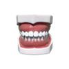 The Replacement of 28pcs Removable Teeth Model,Red Skin,28pcTooth for Simulator Manikin Phantom Head (Tooth Model) view 3
