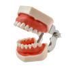 The Replacement of 28pcs Removable Teeth Model,Red Skin,28pcTooth for Simulator Manikin Phantom Head (Tooth Model) view 4
