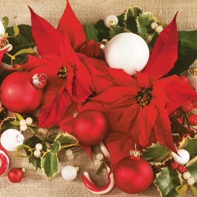 3-Ply Maki Xmas Decoupage Tissue Paper Napkins Decorative Christmas Serviettes 33cm x 33cm - Pack of 20 (Poinsettias with Mistletoe)