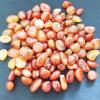 100g Natural Irregular Carnelian Rough Red Agate Raw Crushed StoneCrystals Quartz Mineral Mozambique Craft Decor Accessories view 4