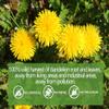 Premium Dandelion Root & Leaf Tea,100 Tea Bags/7.06Oz,for Liver Detox,100% Natural & No Additives. view 4