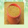 India's Creation Naaj Kangni-Edible-Dried-Anaj Kangni-Setaria Italicai-Jadi Booti (50 Gram), Natural view 2
