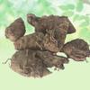 Kali Haldi-Black Turmeric-Raw Herb-Narkachur-Curcuma Zerumbet-Kachoor-Jadi Booti- Single Herbs (250 Gram) view 2