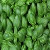 Sicilian Basil - Volcanic Grown - Extra Virgin Olive Oil view 4