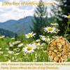 135 Premium Chamomile Tea Bags, Made with 100% Pure Natural Chamomile Flower, Caffeine Free & Non-GMO. view 2