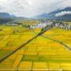 ChihShang Taiwan Yuan Yang Premium Rice  4kg view 3