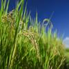 ChihShang Taiwan Yuan Yang Premium Rice  4kg view 4