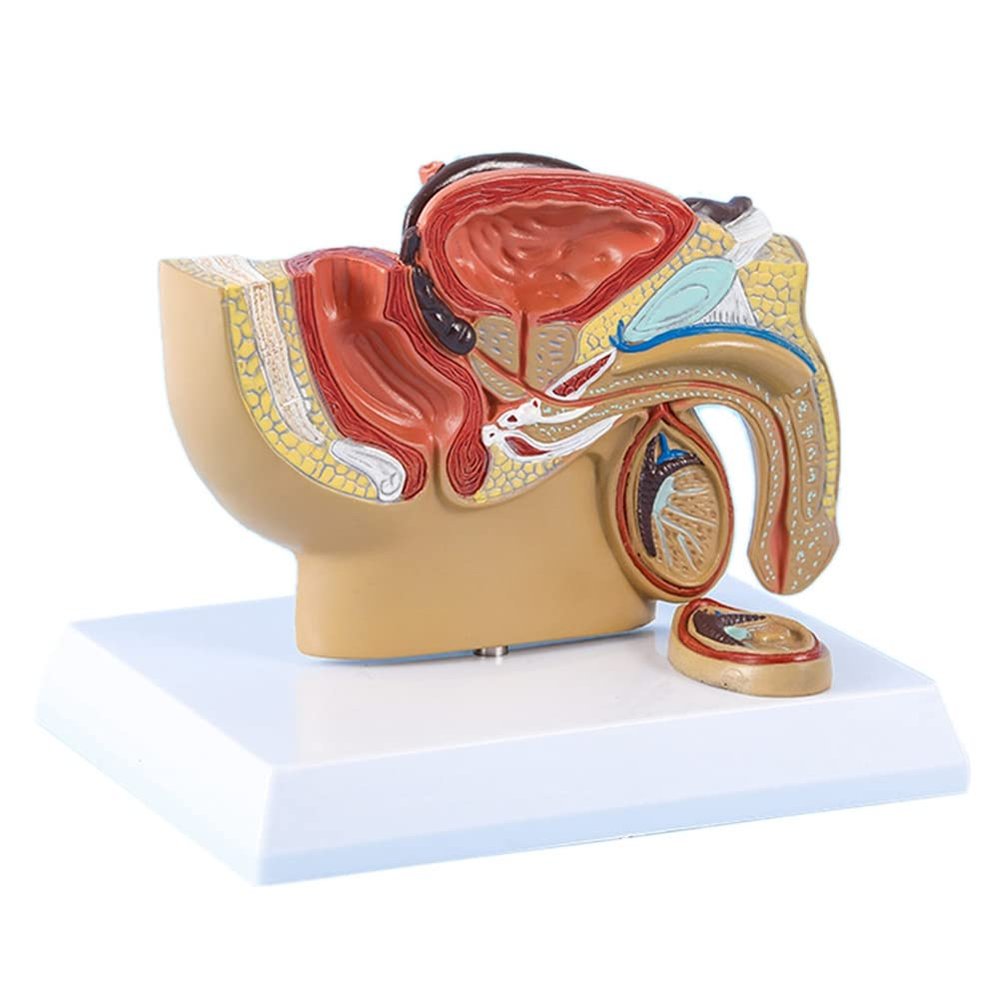 ANTIOCH 1:2 Male Pelvic Sagittal Section Testicular Prostate Bladder Rectal Urinary System Model