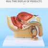 ANTIOCH 1:2 Male Pelvic Sagittal Section Testicular Prostate Bladder Rectal Urinary System Model view 2