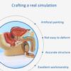 ANTIOCH 1:2 Male Pelvic Sagittal Section Testicular Prostate Bladder Rectal Urinary System Model view 3