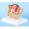 ANTIOCH 1:2 Male Pelvic Sagittal Section Testicular Prostate Bladder Rectal Urinary System Model view 4
