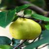 SIGI Azienda Agricola QUINCE Jelly | Free of Food Dyes, Preservatives and Chemical Additives | 100% Artisanal and Natural | Handmade and Made in Italy | Jar 110gr. view 3