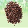 Vidanga-Baibadang Embelia-Raw Herbs-Ribes Baibadang Baividang-Jadi Booti-Single Herbs (50 Gram) view 2