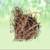 Bargad Ki Dadhi-Ficus Benghalensi-Raw Herbs-Banyan Aerial Root-Bar Ki Dari-Badh-Jadi Booti-Single Herbs (50 Gram) view 2
