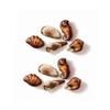 Guylian Temptations Assortment 250g - Belgian Chocolate Seashell Pralines - Christmas chocolate gift for men women teens view 3