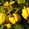 Indulgent 'CQM' Gift Set - Crab apple, Quince & Medlar view 3