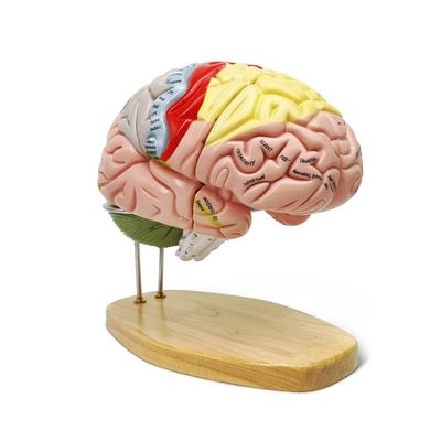 Teaching Model tools,2X Life-Size Human Brain Anatomy Model with Labels 4-Parts for Learning Science Classroom Study Display Medical Model,9 Colors To Identify Brain Functions for