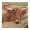 3ply Paper Soft Napkins Pack of 240 Nos - 33x33cm - Highland Cow Tartan - Scottish Design Napkins - Christmas, Dinner, Party, Party Night, Burns Supper,Scottish Wedding, Catering view 3