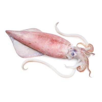Squid XXL 5kg