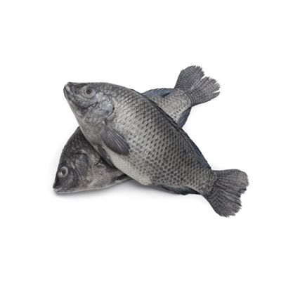 Tilapia S Box 25kg