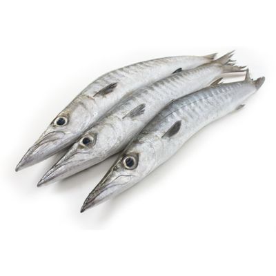 Frozen Barracuda Box 10kg  Premium Whole Fish, Sustainably Sourced, Ideal for Restaurants, Catering & Home Cooking