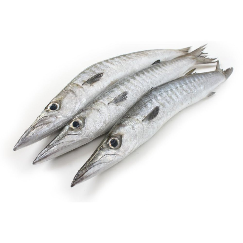 Frozen Barracuda Box 10kg  Premium Whole Fish, Sustainably Sourced, Ideal for Restaurants, Catering & Home Cooking