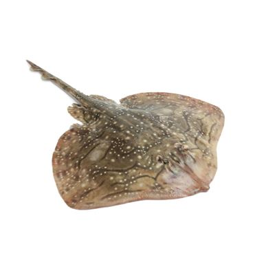 Ray Fish Box 15kg Fresh Premium Quality Ray Fish