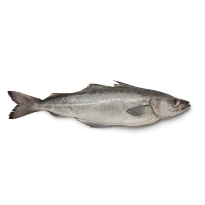 Pollock Fish Box 10kg  Premium Quality White Fish for Cooking & Processing