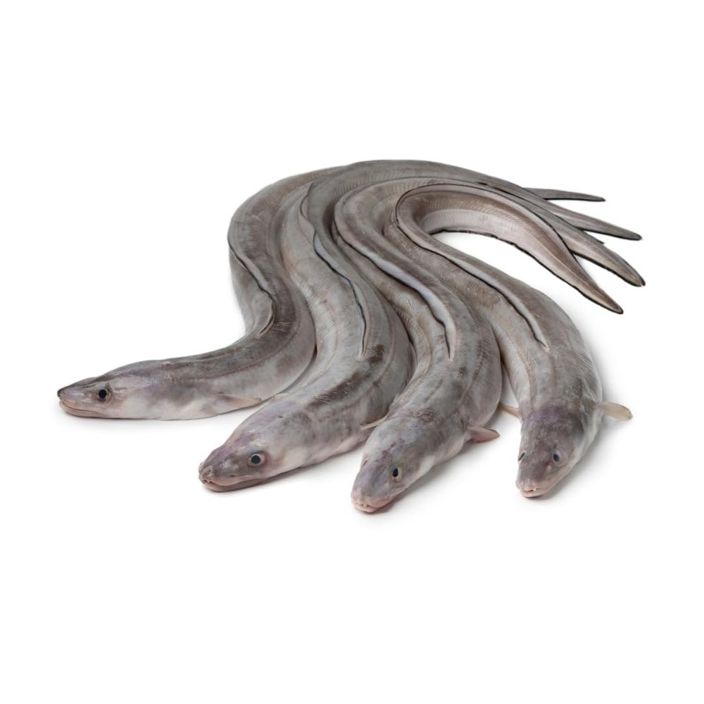 Whole Conger 4kg
