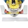 Bceer Dental Occlusal Maxillary Casting Jaw Plane Plate Autoclavable Denture Instruments view 3