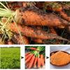 100% Natural Pure Carrot Powder 100g/3.52oz  Natural Food Coloring, Great for Baking, Juices, Smoothies, Shakes, and Drinks. view 4