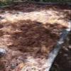 250g Wild Crafted Sea Moss (Irish Moss) from The Pristine Caribbean Sea view 4