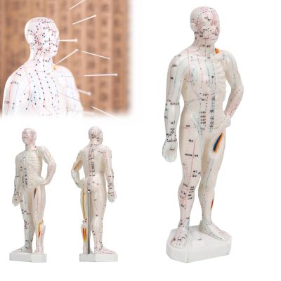 10.2'' Human Body Acupuncture Model, Male/Female Pressure Point and Meridians Model for Chinese Medicine Teaching, Acupuncture and Massage