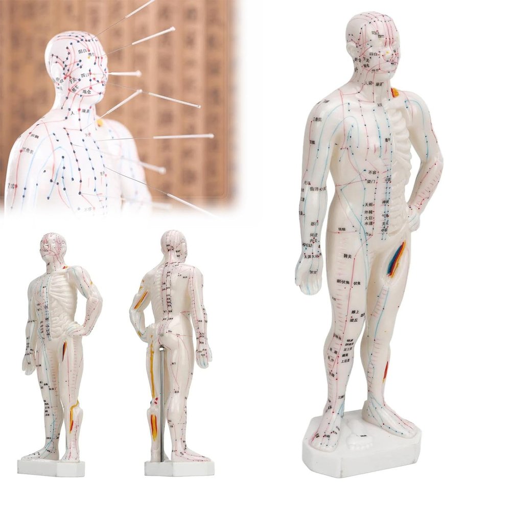 10.2'' Human Body Acupuncture Model, Male/Female Pressure Point and Meridians Model for Chinese Medicine Teaching, Acupuncture and Massage