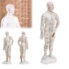 10.2'' Human Body Acupuncture Model, Male/Female Pressure Point and Meridians Model for Chinese Medicine Teaching, Acupuncture and Massage view 1