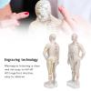 10.2'' Human Body Acupuncture Model, Male/Female Pressure Point and Meridians Model for Chinese Medicine Teaching, Acupuncture and Massage view 2
