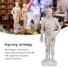 10.2'' Human Body Acupuncture Model, Male/Female Pressure Point and Meridians Model for Chinese Medicine Teaching, Acupuncture and Massage view 3