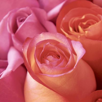 20 Napkins Flowers Enjoyment of Roses as Table Decoration Paper Napkins with Motif Also for Decoupage and Decoupage 33 x 33 cm