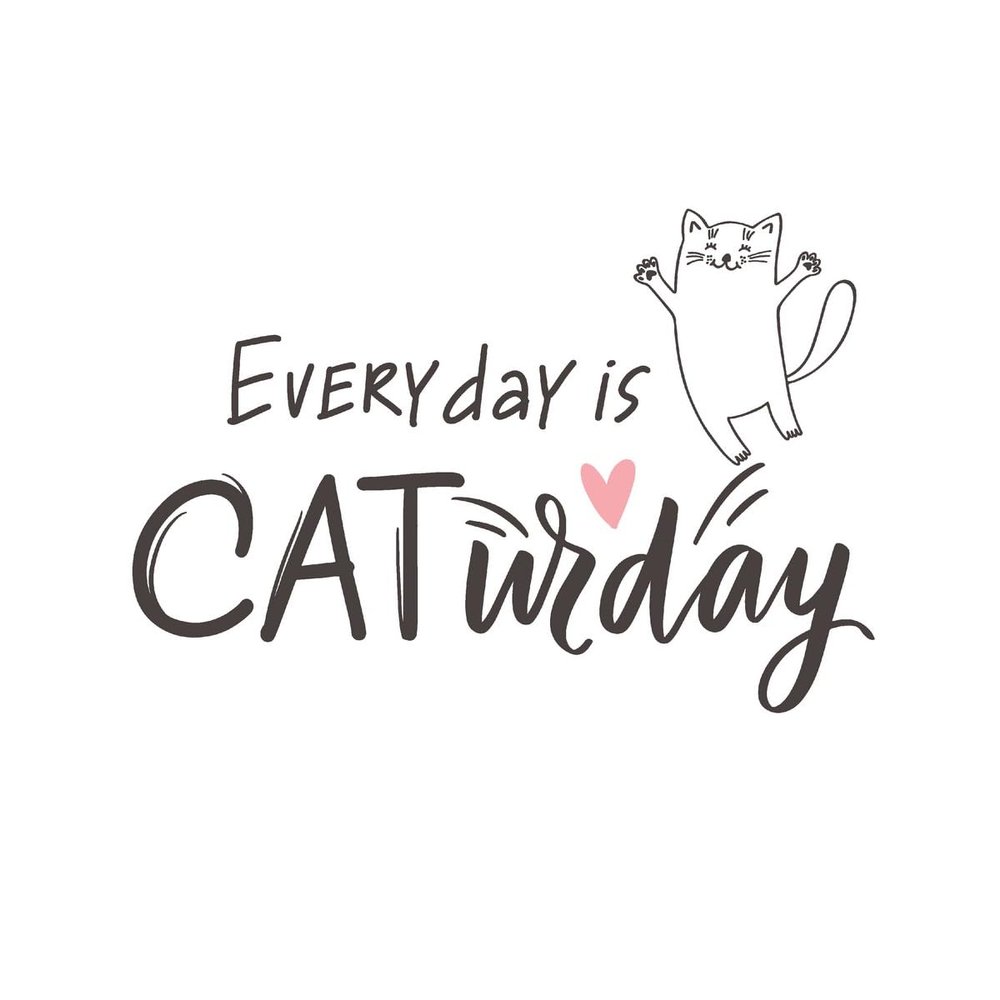 20 Napkins Animal Motifs Cat Day Table Decoration Paper Napkins with Motif Also for Decoupage and Decoupage 33 x 33 cm