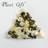 100% Pure Natural Herbal Tea, Coconut Oolong Tea Bag, 250g/8.81oz (5g*50bags), ,No Additives, Non-GMO view 4