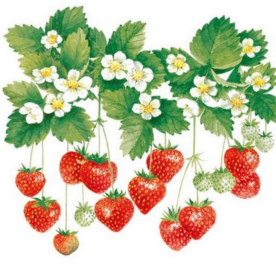20 Napkins Food Hanging Erberries as Table Decoration Paper Napkins with Motif Also for Decoupage and Decoupage 33 x 33 cm