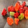 Fresh Scotch Bonnet|| FRESH HOTPEPPER || Red Pepper || Good for Souce-Chutney || UGANADA || KENYA || FPG4U || 1KG view 1