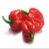 Fresh Scotch Bonnet|| FRESH HOTPEPPER || Red Pepper || Good for Souce-Chutney || UGANADA || KENYA || FPG4U || 1KG view 3