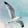20 Serviettes Animal Motifs Seagull in the Sky as Table Decoration Paper Napkins with Motif Also for Decoupage and Decoupage 33 x 33 cm view 1