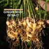 Organic Ginger Extract 7500mg Standardised 5% Gingerols (25mg) - 90 Vegan Capsules (3 Months Supply) Resealable and Recyclable Pouch by Alpha01 view 4
