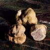Valnerina Tartufi Sauce White | Cream based on White, Bianchetto, Porcini Mushrooms, Grana Padano Cheese | Jar 160 gr. view 3