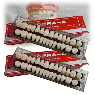 MTTXY 2Set Dental Synthetic Resin Tooth Denture False Teeth, Whole Teeth Synthetic Polymer Denture Tooth for Halloween Horror Teeth (56 Pcs)