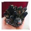 ALKOY Natural crystal rough Gift for Family 800g Natural Crystal Beautiful Flame Halo Quartz Crystal Cluster Specimen Lucky Stone (Size : 400-500) view 1