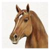 Farm Horse Cream IHR Paper Table Napkins 33 cm Square 3 ply Lunch Napkins view 1