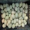 JINTAOMA Egg Washer Machine, Automatic Egg Washer Machine, Electric Egg Washing Machine, 2300 Pcs/H Chicken Duck Goose Egg Egg Cleaner Wash Machine,220V view 4